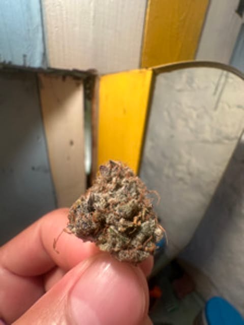cannablissGenetics