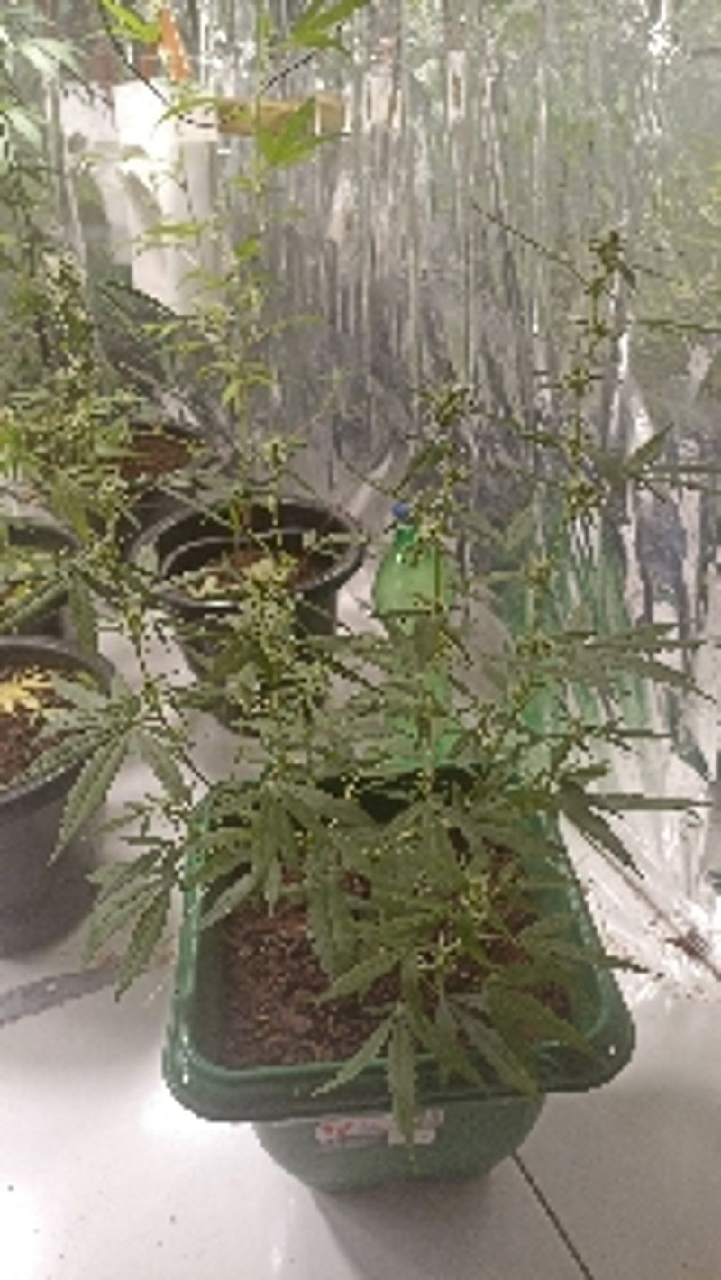 Tiagogrow77