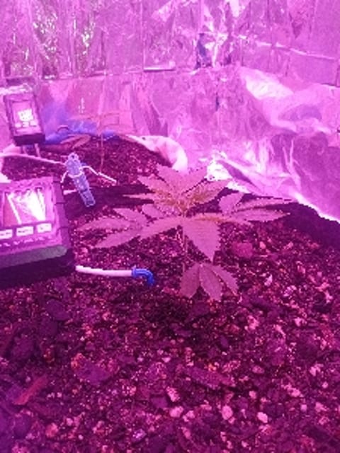 purpleskunkbuds420