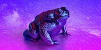 Orgasmic_Toad