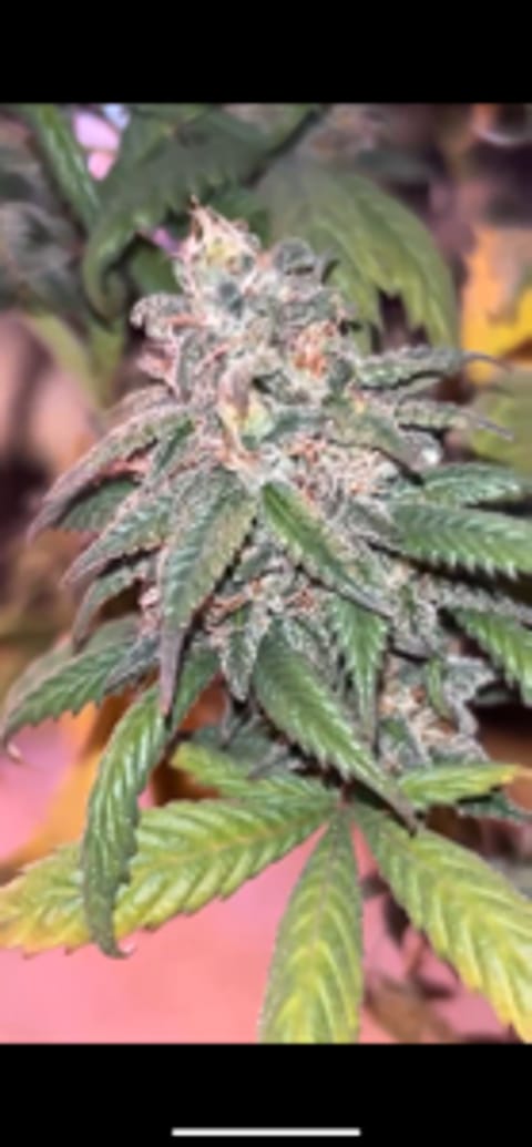 Mr_Green_Monster