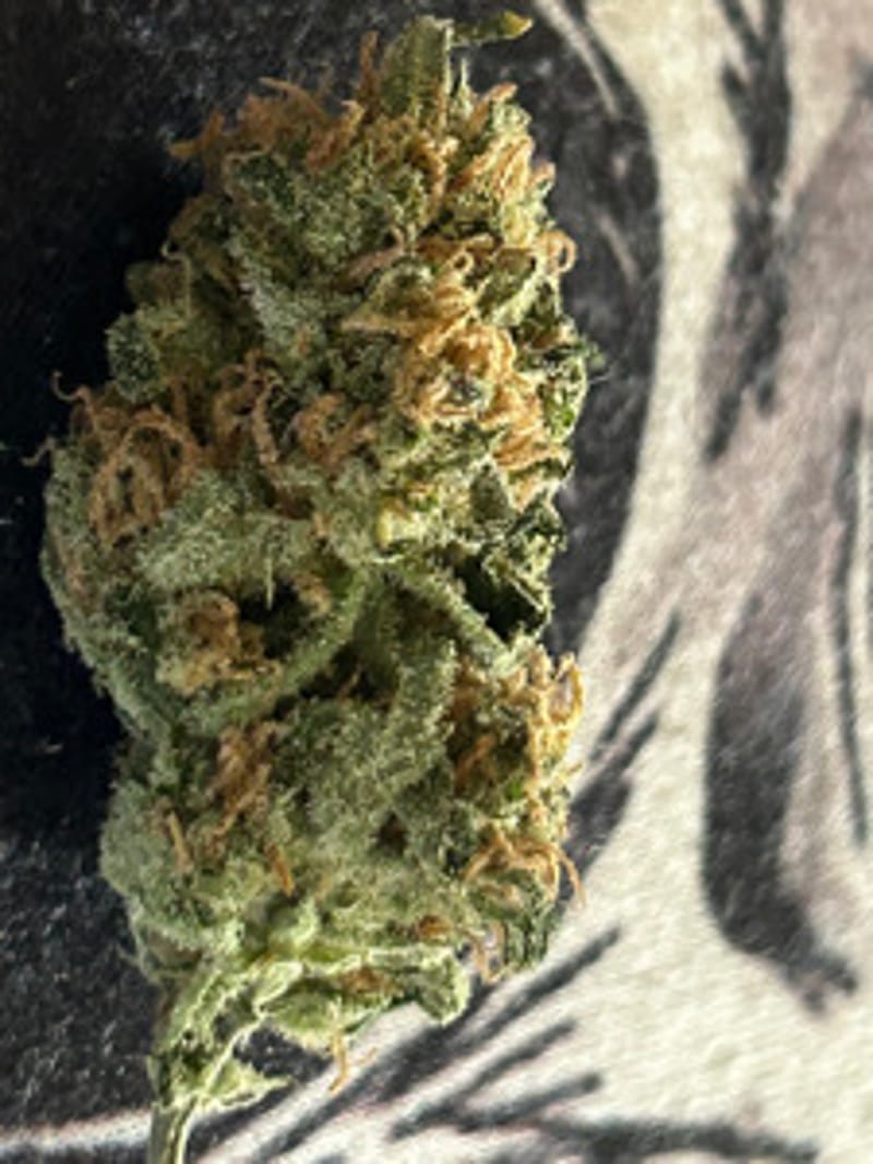 DeepGelato6441