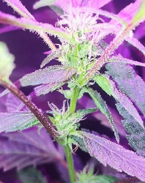 Jdubbtheboss420