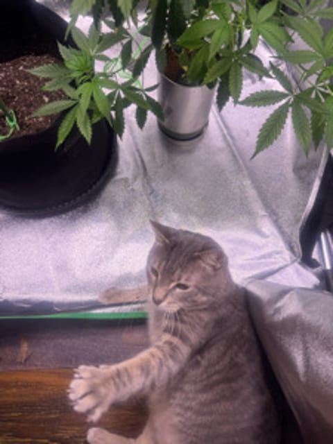 Bubba_Sativa1537
