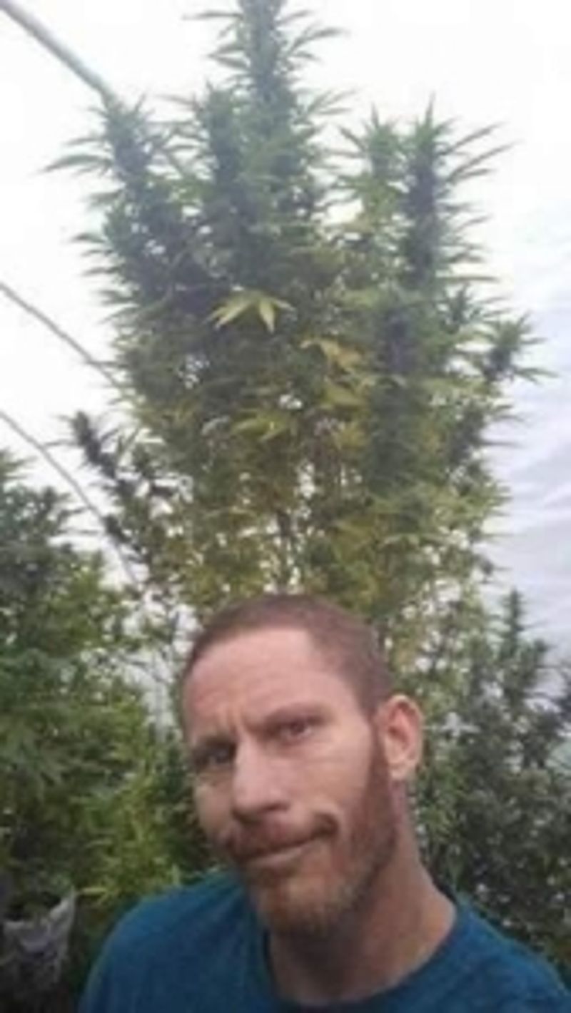 home_grown420