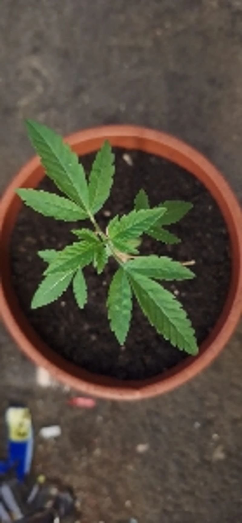 Gdot420
