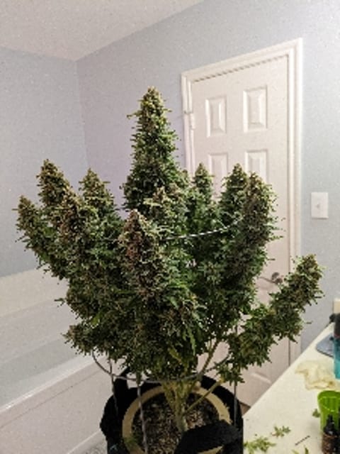 PlantONE