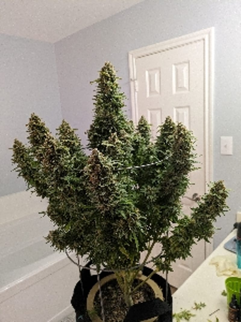 PlantONE