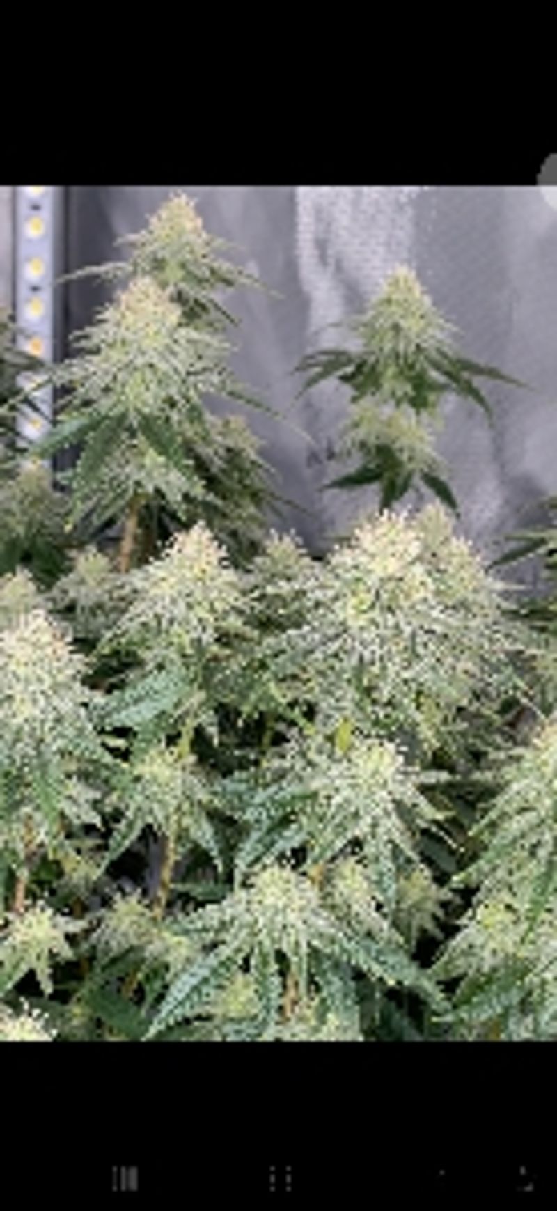 BrightCanna6447