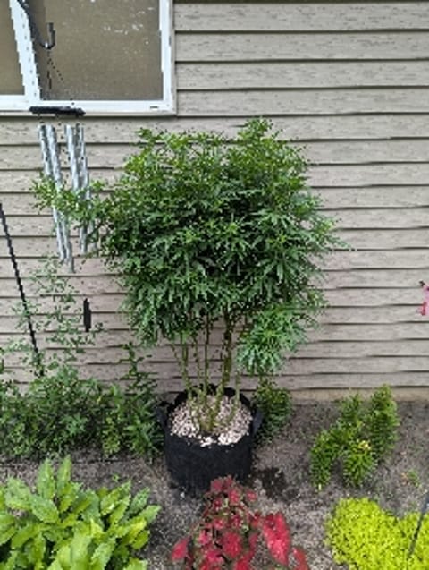 CentralRoots