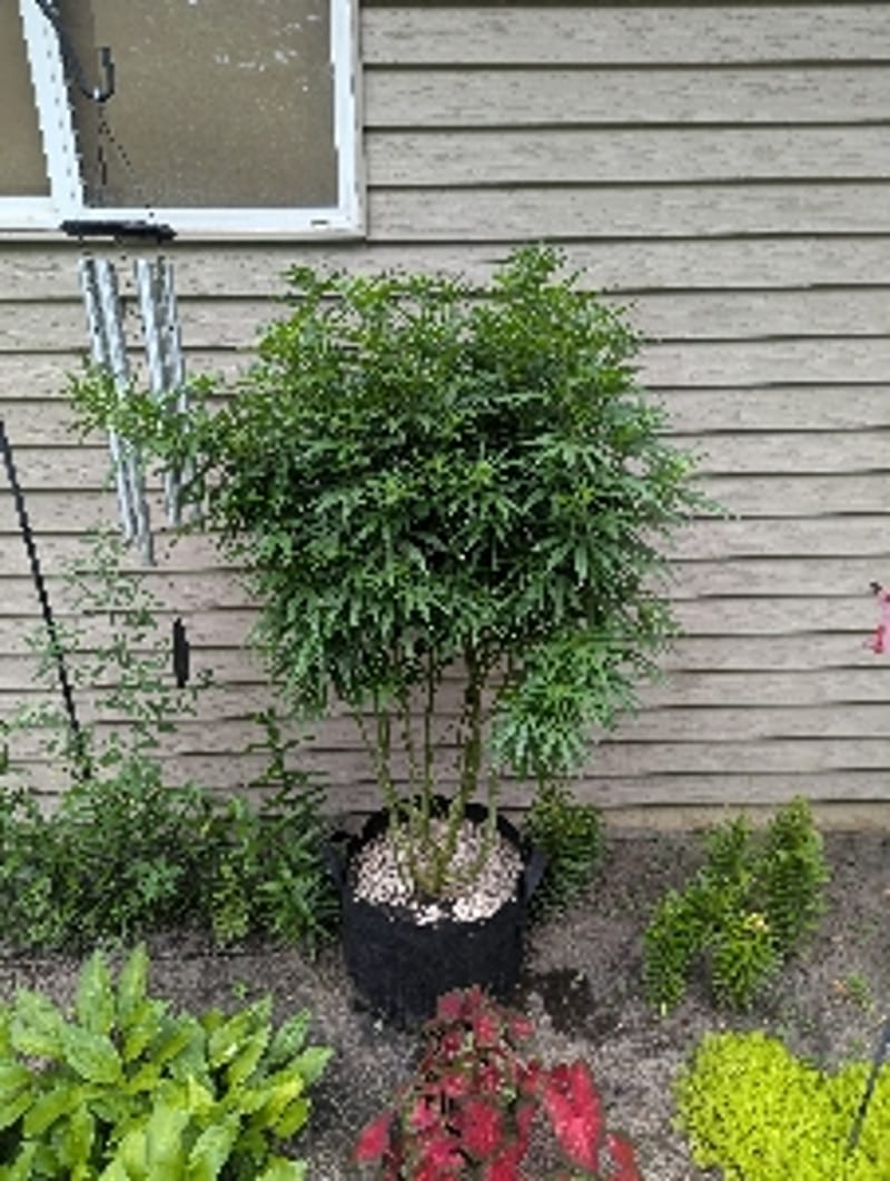 CentralRoots