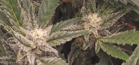 Gro_High_O
