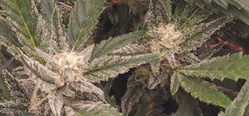 Gro_High_O