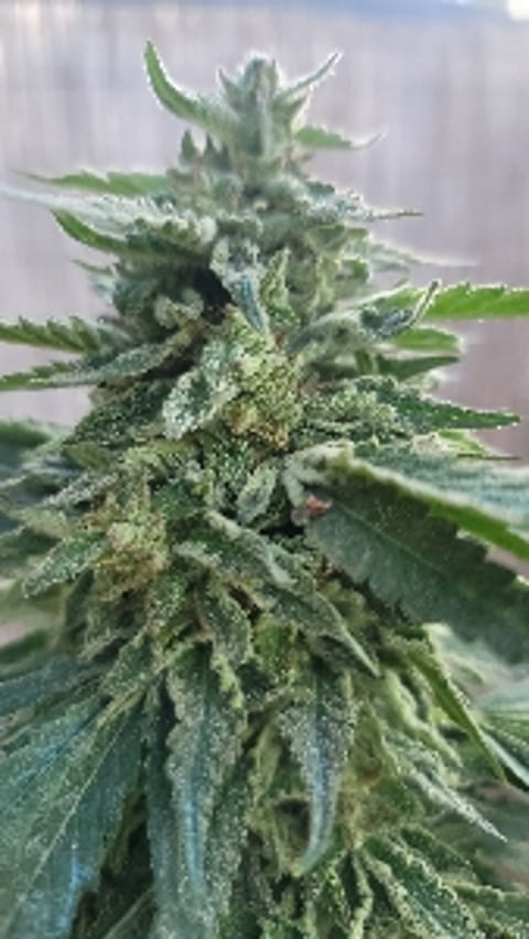 twistedRoots