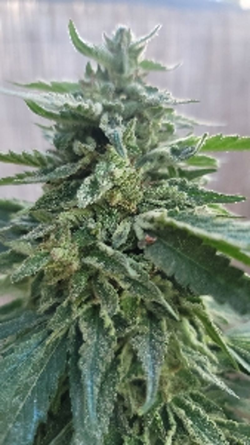 twistedRoots