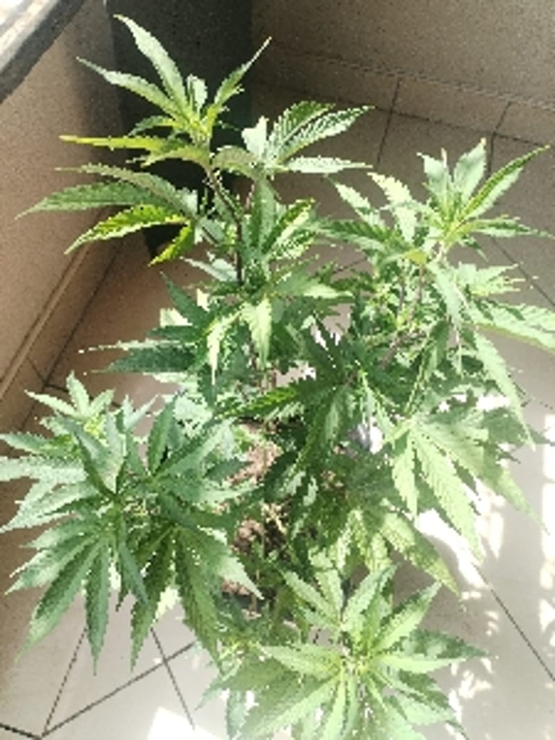 Glassy_Hash5099