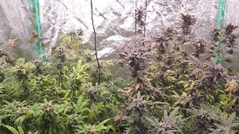KingSmokez
