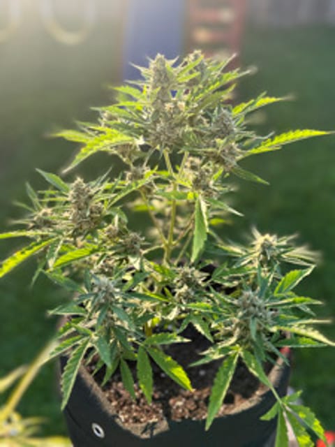 HOOLIGANexoticFarms