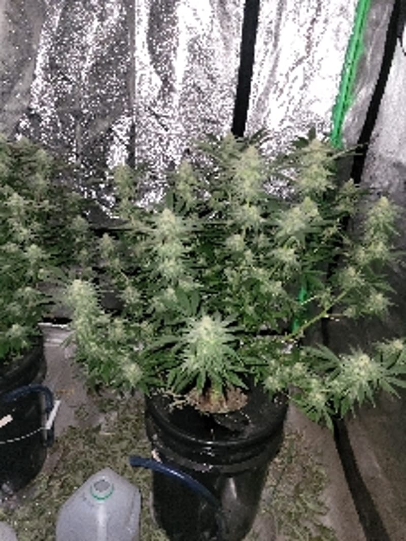 Glazed_Clone7518