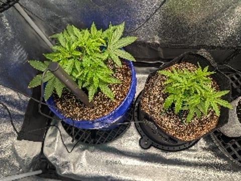 Terps4Dayz