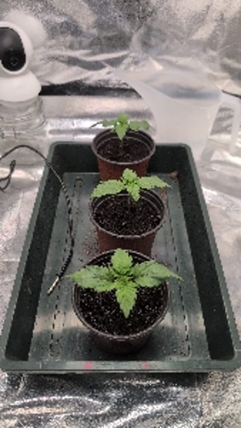 FrostedKush2643