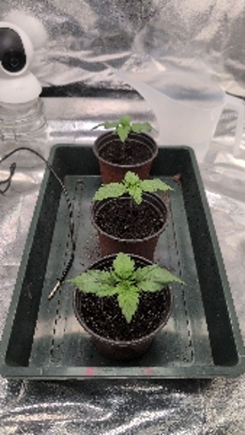 FrostedKush2643