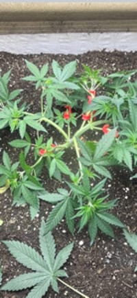 Ripe_Gelato7575
