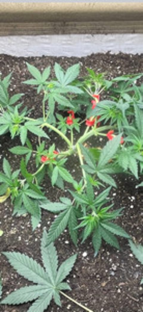 Ripe_Gelato7575