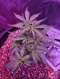 Burnt_Grinder8721