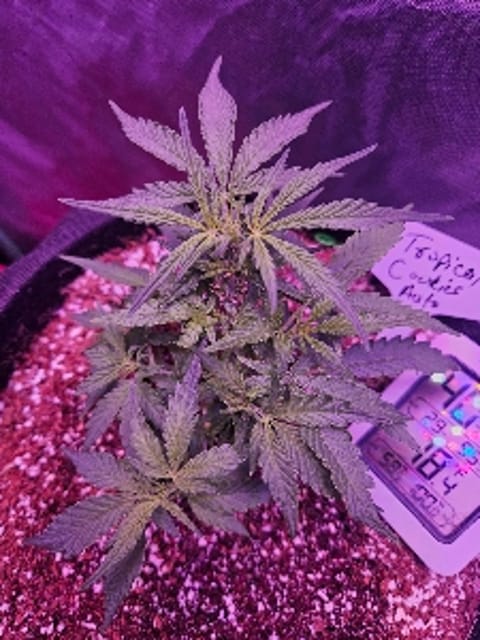 Burnt_Grinder8721
