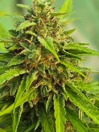 LuckCharm420