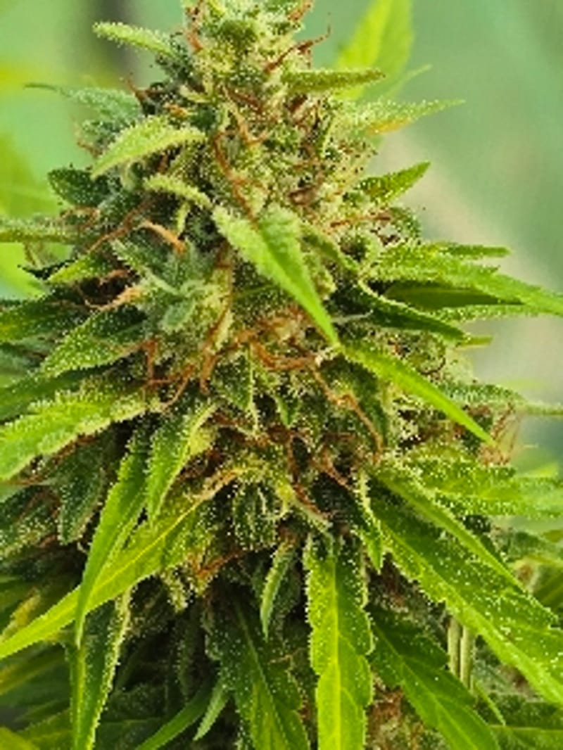 LuckCharm420
