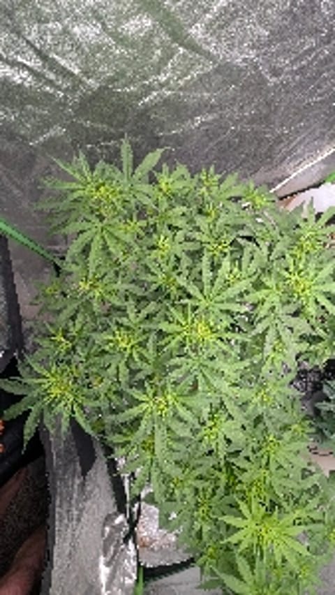 GrowWithGozen