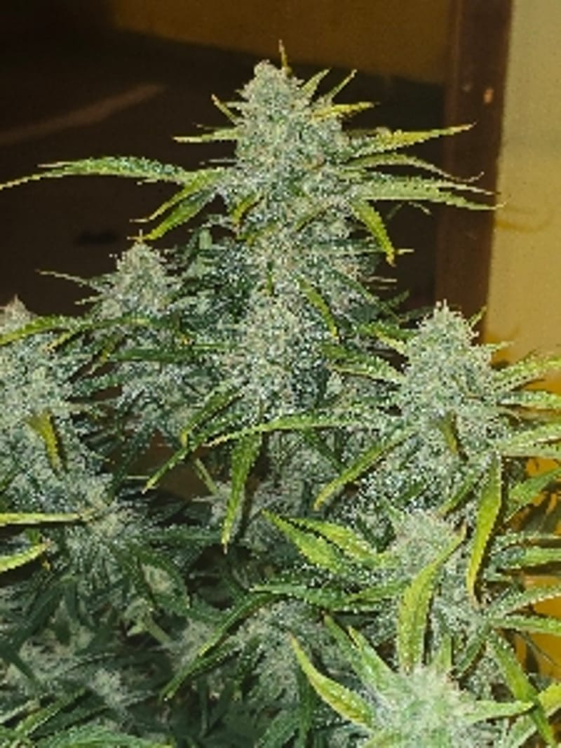 Hasaki420