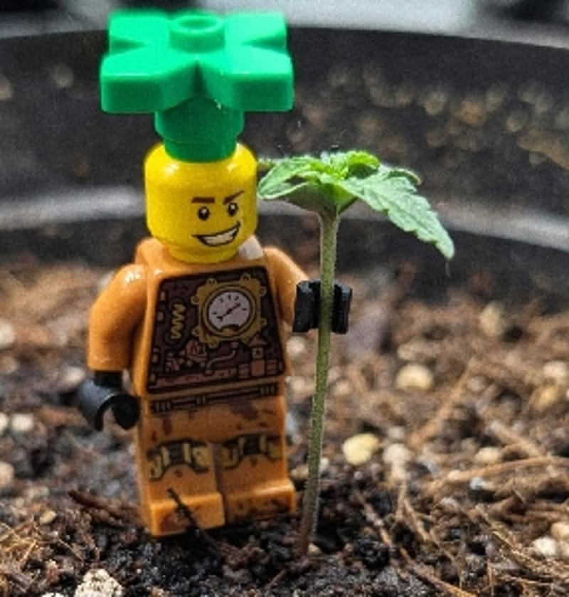 GrowNwitHoff