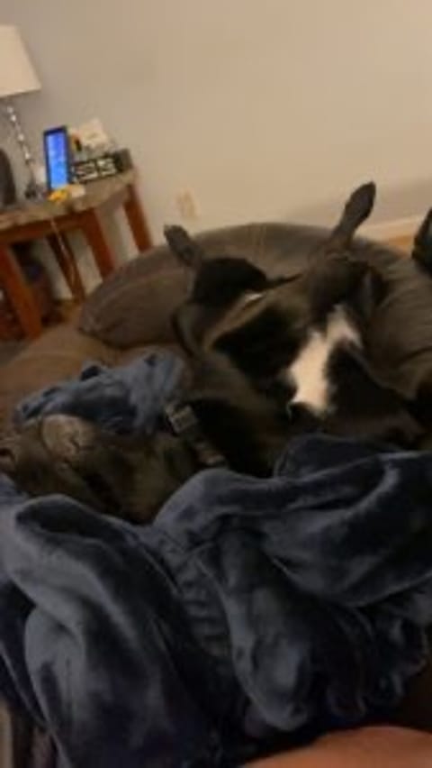 Dogsandtrees