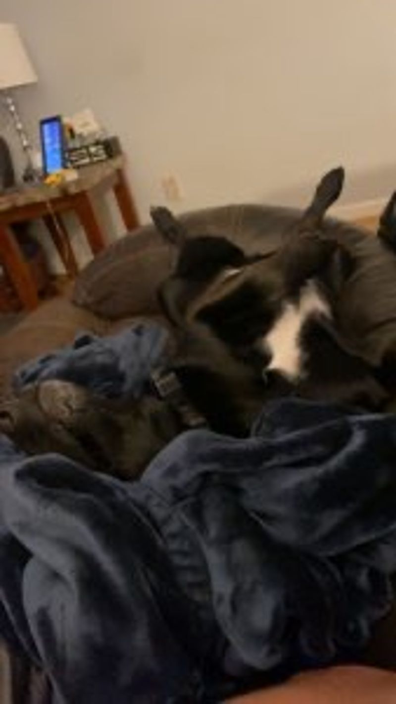 Dogsandtrees