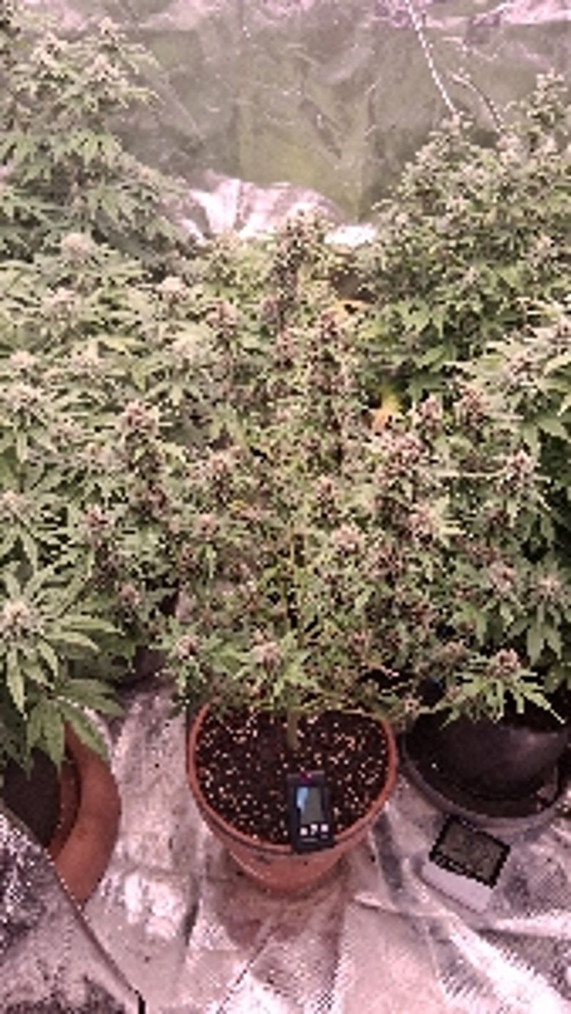 Weedislove42
