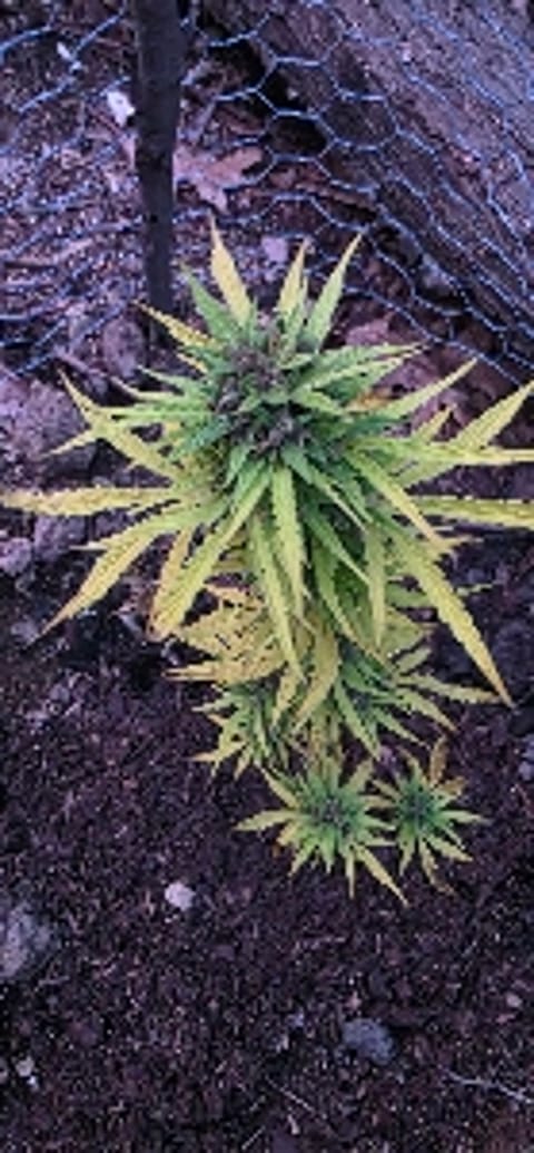 Smokeys420