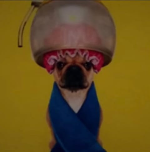 PigsAintGotManners