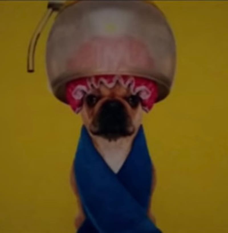PigsAintGotManners