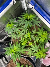 HomeGrown