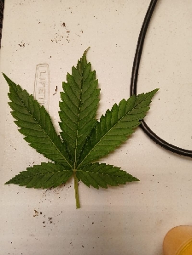 EnergeticCanna8792