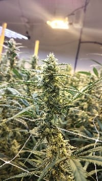 grower406