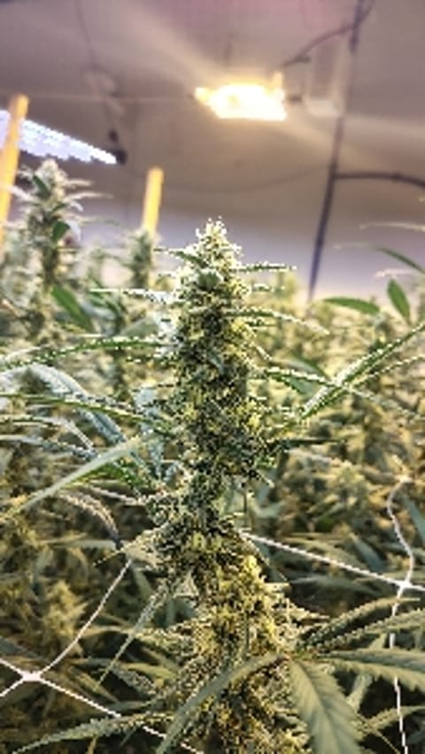 grower406
