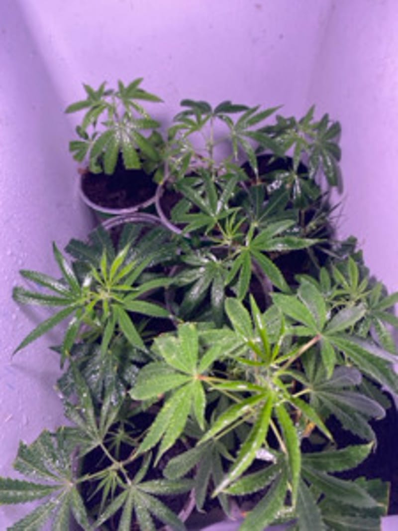 DR_GreenThumb89