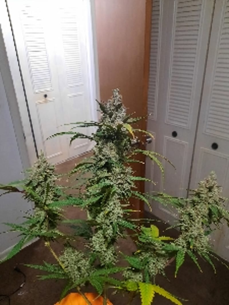 AutoGrower765