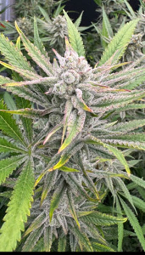 Frosty_Leaf