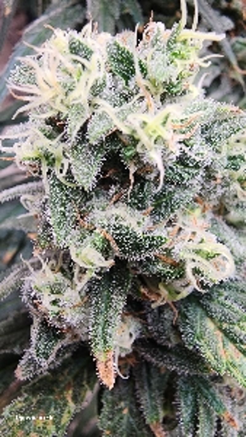 Hashy_Rolled4486