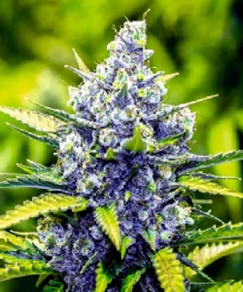 Stickygreen420